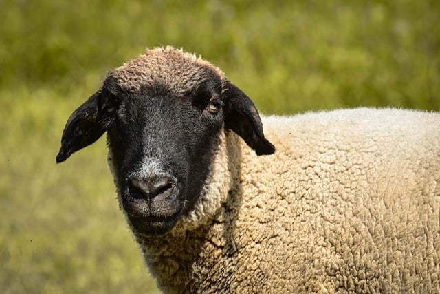 Påskelammet og det danske påskebord: En gammel tradition i nye klæder